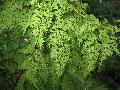 Japanese Climbing Fern / Lygodium japonicum